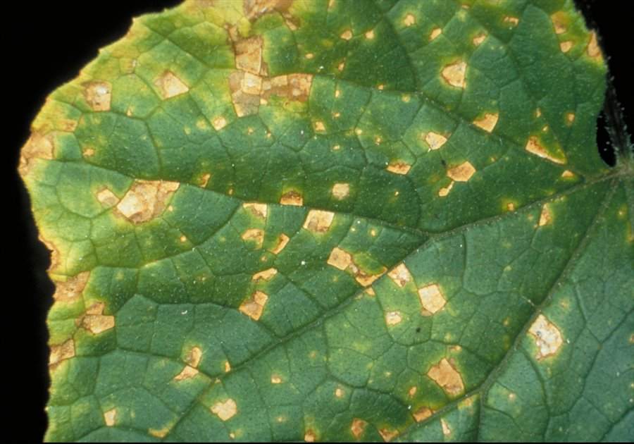 Представитель Семейства Corynesporascaceae